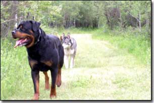 Husky-Isis following behind Rottweiler