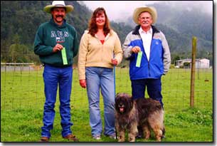 Briard-Artemis getting herding dog certification in BC