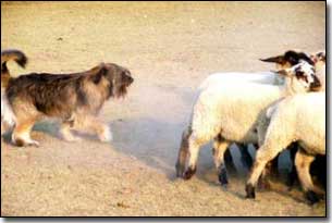 Briard-Artemis herding sheep