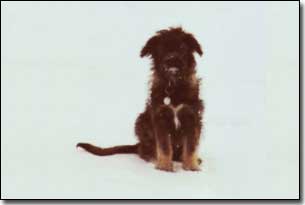 Briard-Artemis as a puppy in the snow