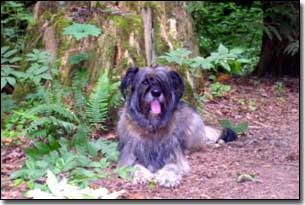 Briard-Artemis laying by a tree in BC