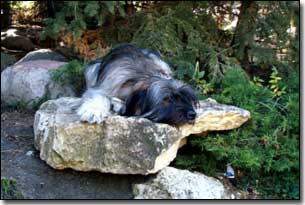 Briard-Artemis laying on a rock by a stream in BC