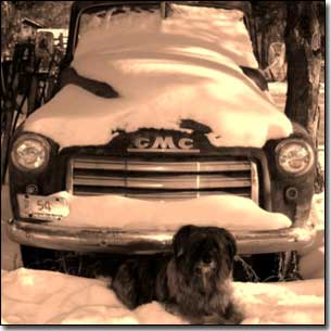 Briard-Artemis laying in snow in front of an old GMC truck covered in snow