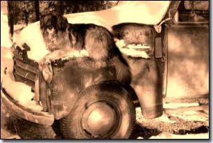 Briard-Artemis sitting on fender of old GMC truck