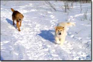Great Pyrenees-Solomon and Terrier-Jake running in the snow