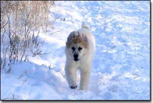 Puppy Great Pyrenees-Solomon running in the snow