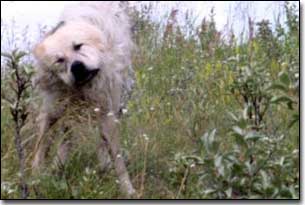 Great Pyrenees-Solomon shaking off water in grass lands