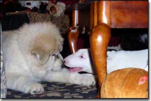 Puppy Great Pyrenees-Solomon playing with Bull Terrier-Eva under coffee table