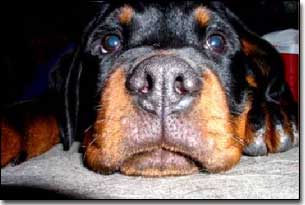 Rottie-Gabriel close up of head resting on floor as a puppy