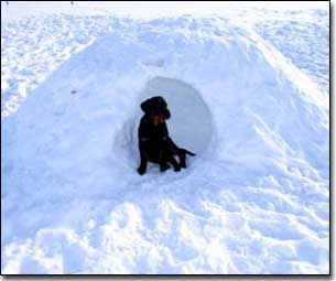 Rottie-Gabriel sitting in snow fort as a puppy