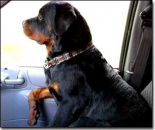 Rottie-Gabriel sitting in van passenger seat with right front leg on arm rest