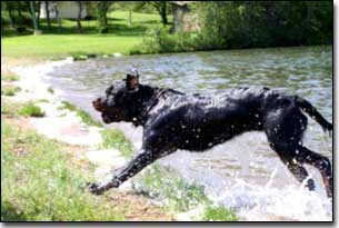 Rottie-Gabriel jumping on shore from wascana lake