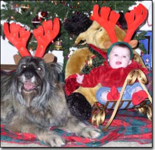 Briard-Artemis and baby with Antlers in front of Christmas tree