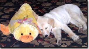 Labrador puppy sleeping with stuff duck toy