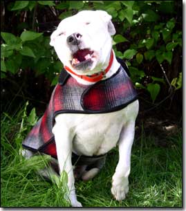 Staffie-Daisy wearing red and black coat talking