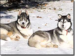 Husky-Nakita and Husky-Isis laying on the snow in the sun