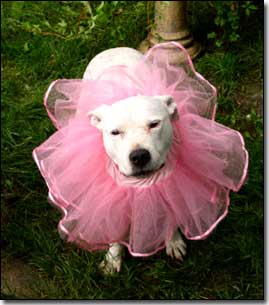 Staffie-Daisy wearing pink ballerina tutu around her neck
