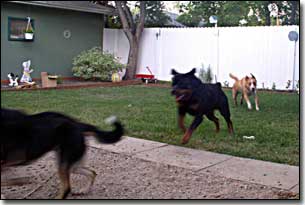 Rottie-Riot playing chase