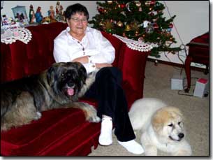 Betty Lloyd with Great Pyrenees-Soloman and Briard-Artemis in front of Christmas tree