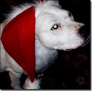 Staffie-Daisy with Santa hat