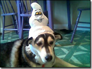 Husky-Nakita wearing cartoon ghost
