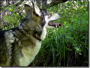 Husky-Isis panting in a shaddy spot in the forest
