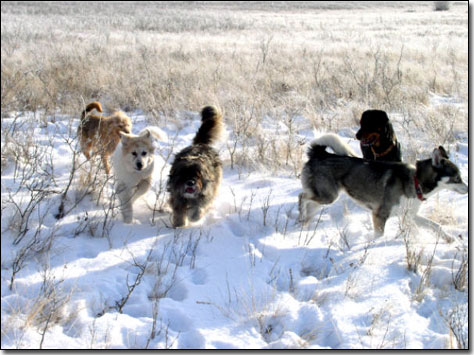 Terrier-Jake, Great Pyrenees-Soloman, Briard-Artemis, Husky-Isis and Rottie-Rex running in the snow