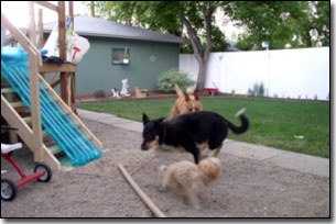 German Shepard, Labrador-Leon, and Tea-cup playing chase