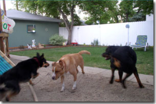 Shepard, Labrador-Leon, and Rottie-Riot playing chase