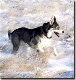 Husky-Isis running in the snow