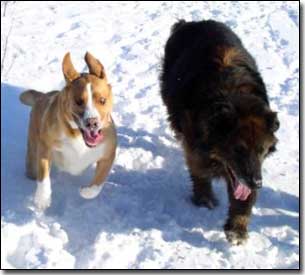 Labrador-Leon and Neufie/Akita X-Khan running in the snow
