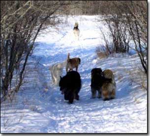 Neufie/Akita X-Khan walking in snow with the pack
