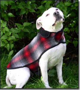 Staffie-Daisy wearing red and black coat in front of lilac tree