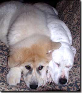 Great Pyrenees-Soloman and Staffie-Daisy squished together on couch