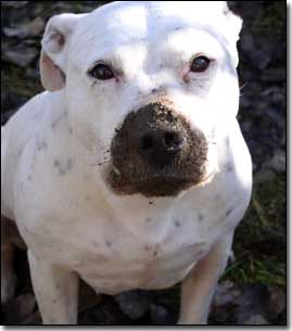 Staffie-Daisy sitting with muzzle covered in mud