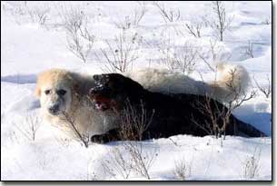 Great Pyrenees-Solomon and Rottie-Gabriel playing in the snow