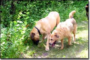Terrier-Jake sniffing ground