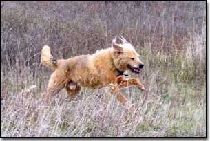 Terrier-Jake bounding through some tall grass