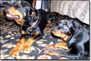 Rottie-Rex and puppy Rottie-Gabriel laying on carpet