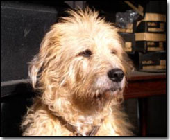 Terrier-Jake sitting in the sun