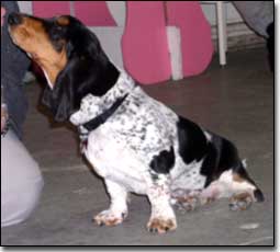 Basset hound sitting