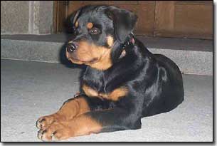 Puppy Rottie-Riot laying in front of the 'Ledge' doors