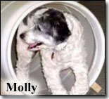 Molly going through shute