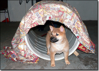 Sheeba-Inu puppy running through tunnel