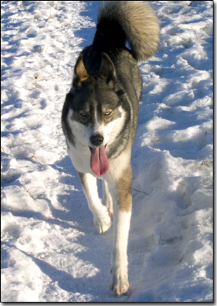 Husky-Isis walking in snow