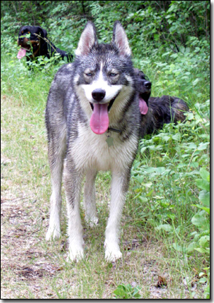Husky-Isis standing on forest trail with wet fur