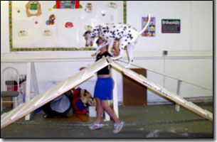 Dalmation at top of A-frame